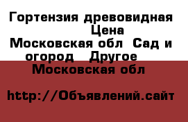 Гортензия древовидная `White Ball` › Цена ­ 700 - Московская обл. Сад и огород » Другое   . Московская обл.